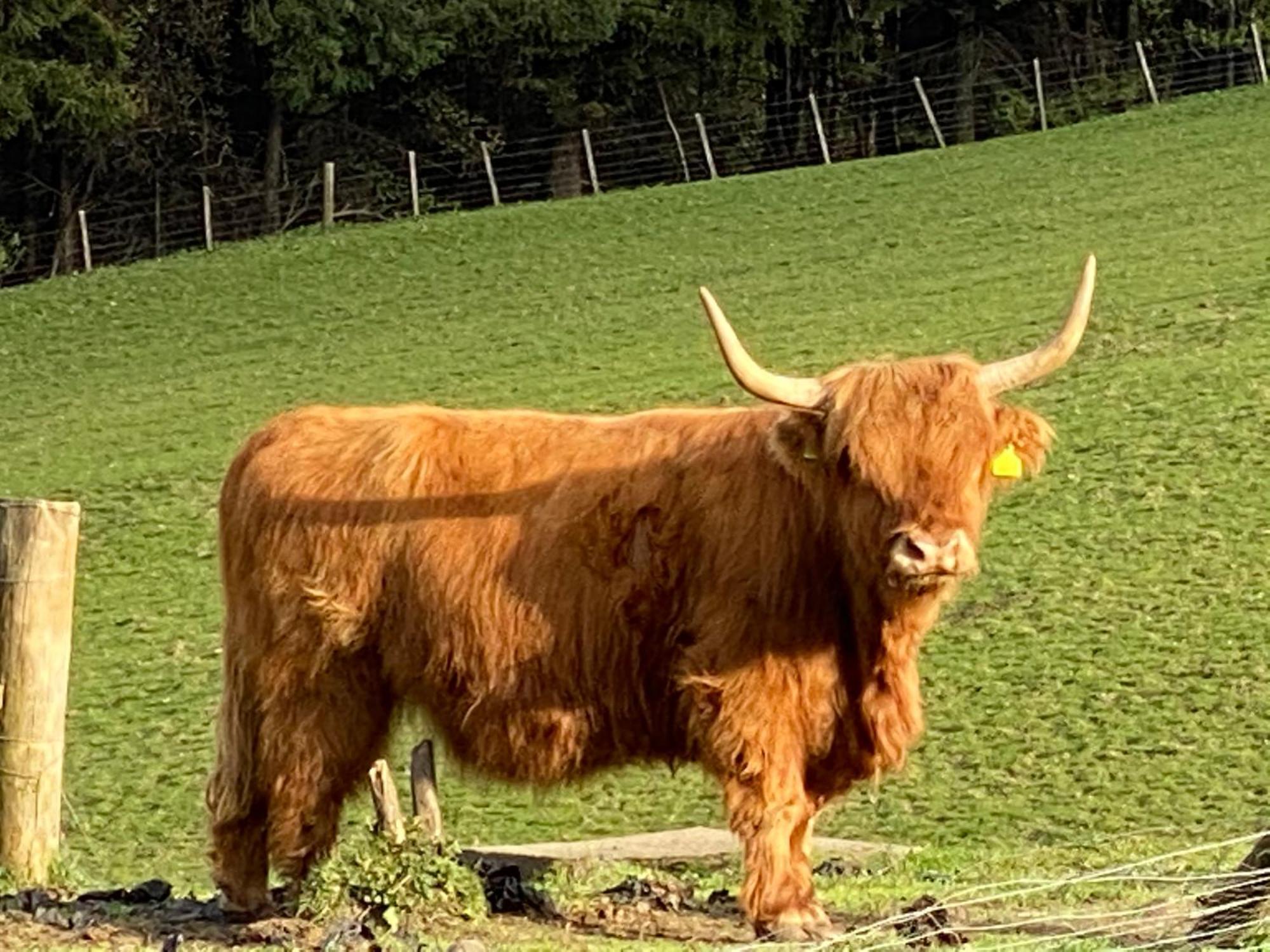 Lyngarrie Villa Dufftown Kültér fotó